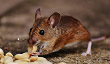 24 Hour & Emergency Exterminators in Ringling, MT
